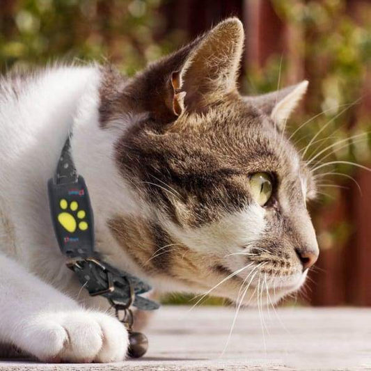 GPS-sporingssystem til katte med live-sporing og opdateringer i realtid