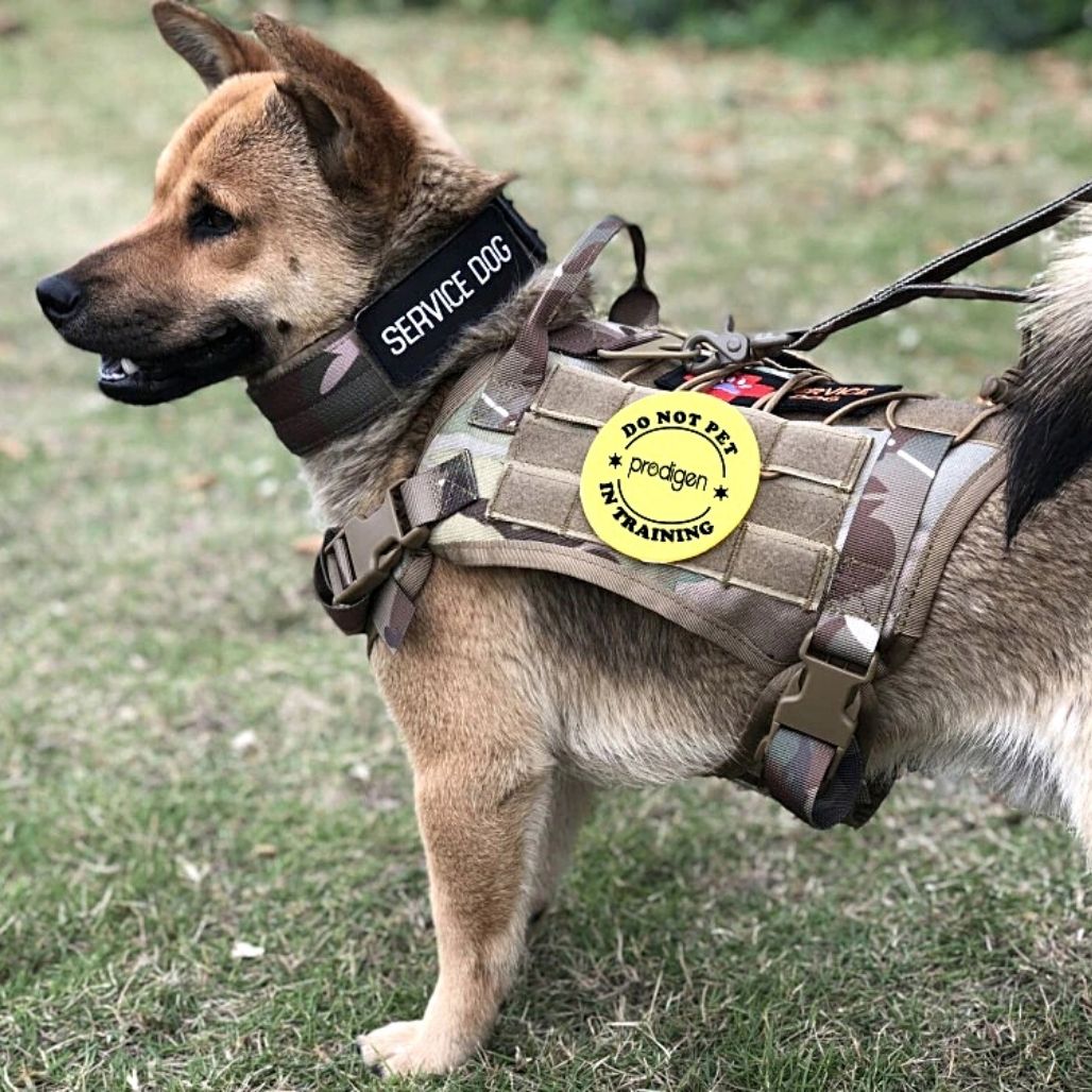 Justerbar taktisk sikkerhedssele til hunde for ultimativ komfort og sikkerhed