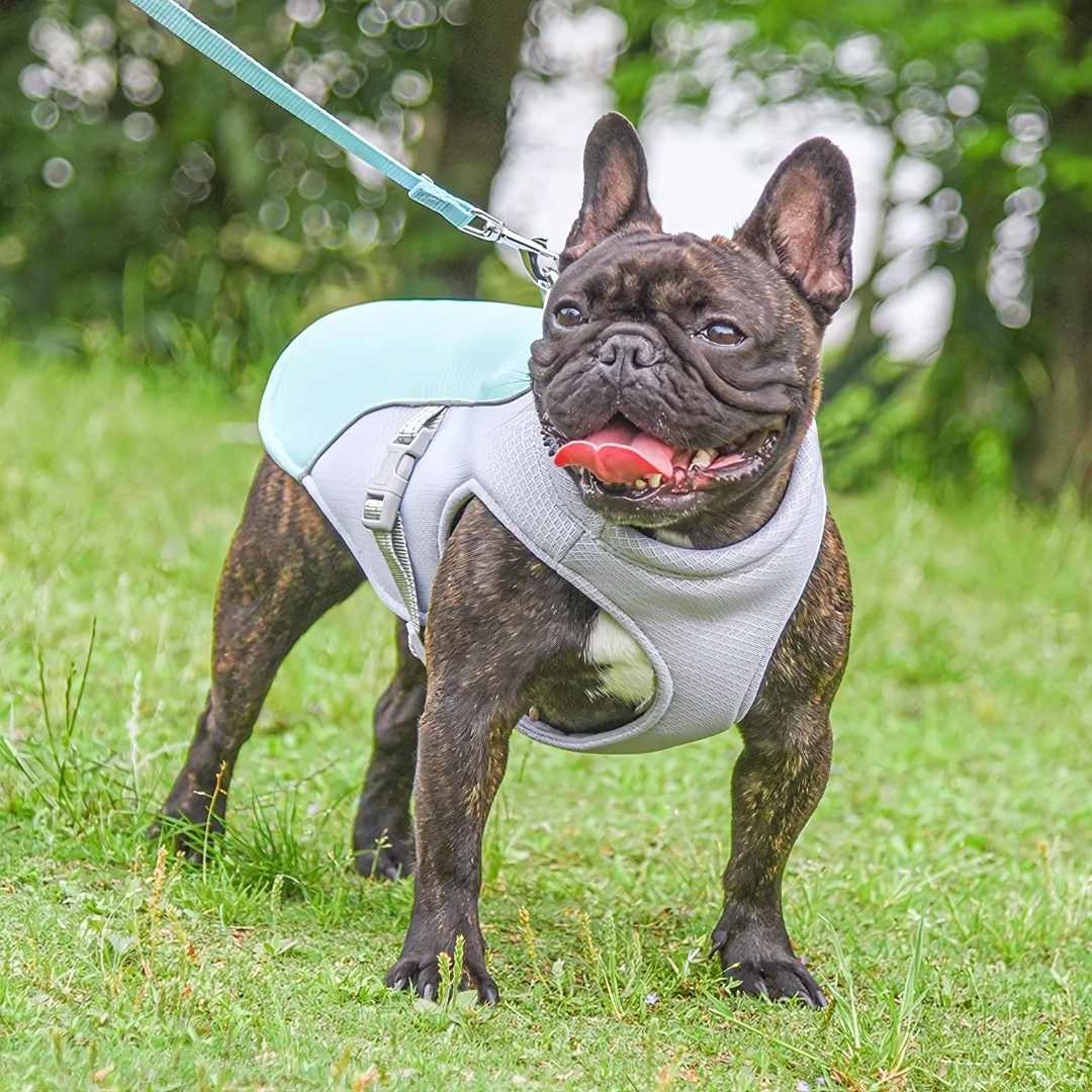 Forfriskende varmebeskyttelse til hunde om sommeren