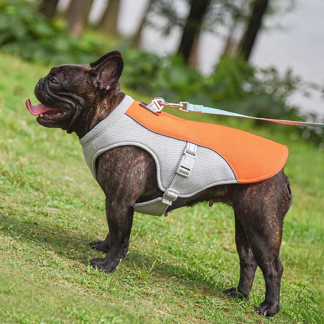Forfriskende varmebeskyttelse til hunde om sommeren