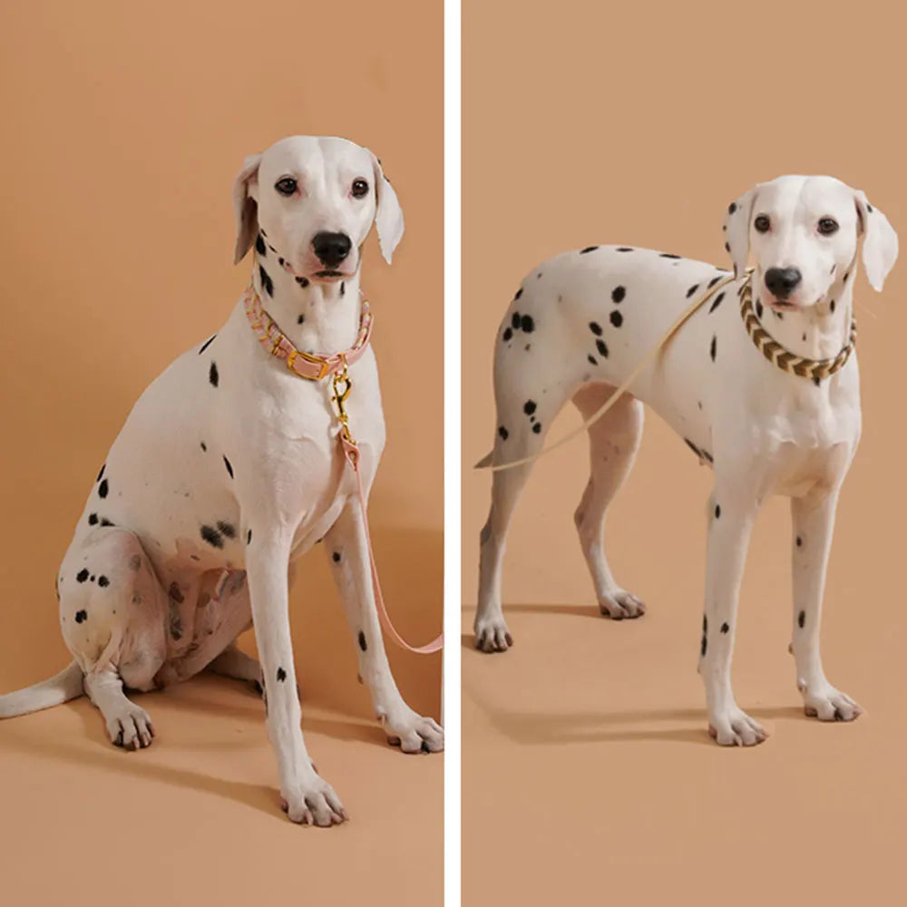 Livlige og seje hundehalsbånd til enhver eventyrlysten hund