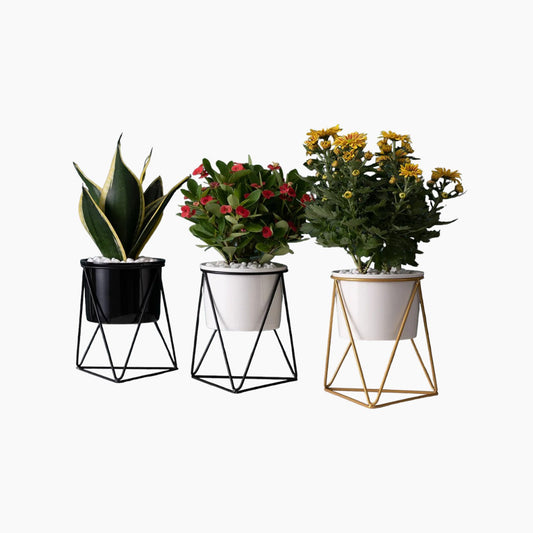 Elegant keramisk potte med jernstander - Moderne plantekasse til luftplanter og sukkulenter