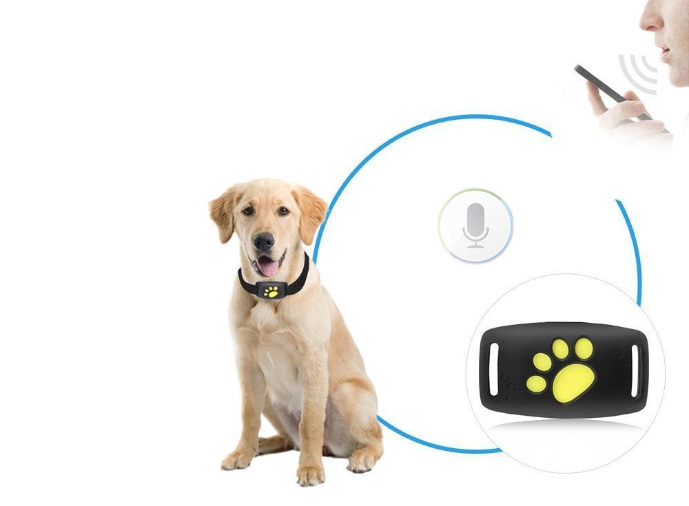 GPS-sporingssystem til katte med live-sporing og opdateringer i realtid