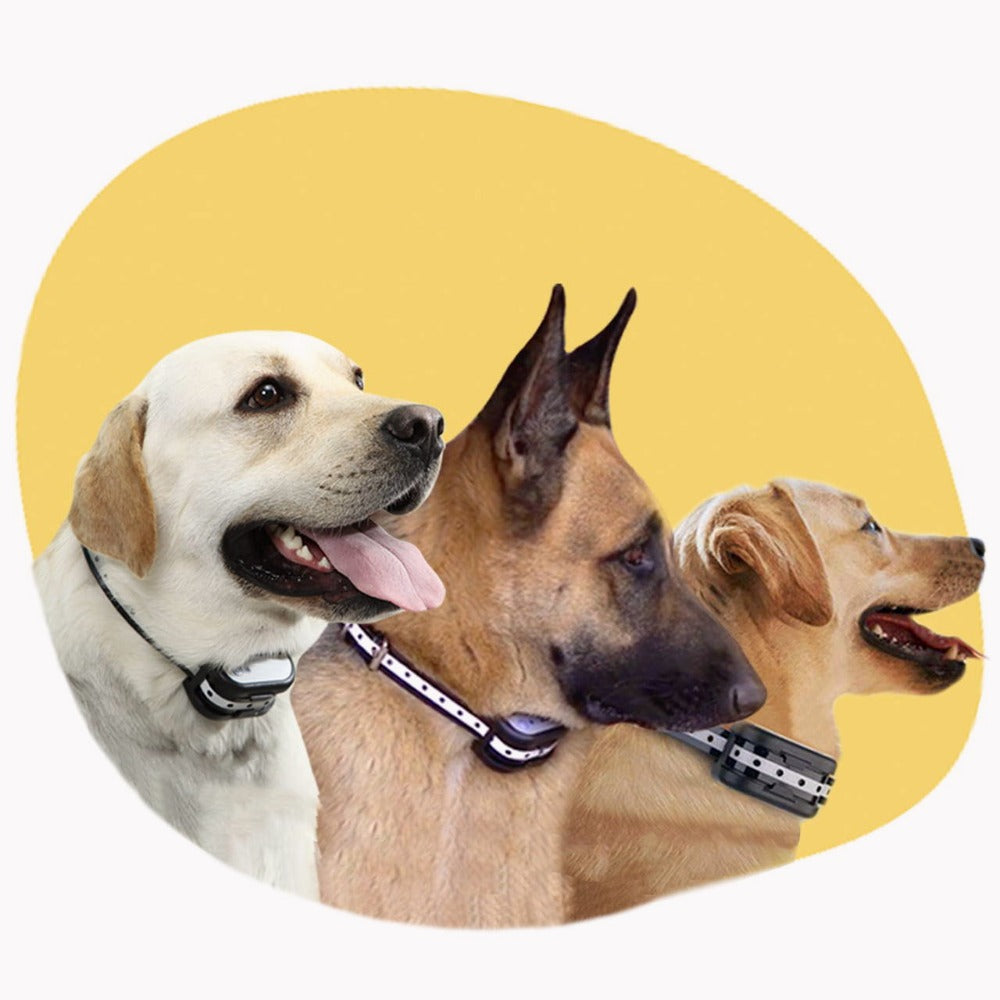 Optimal beskyttelse og komfort til dit kæledyrs poter