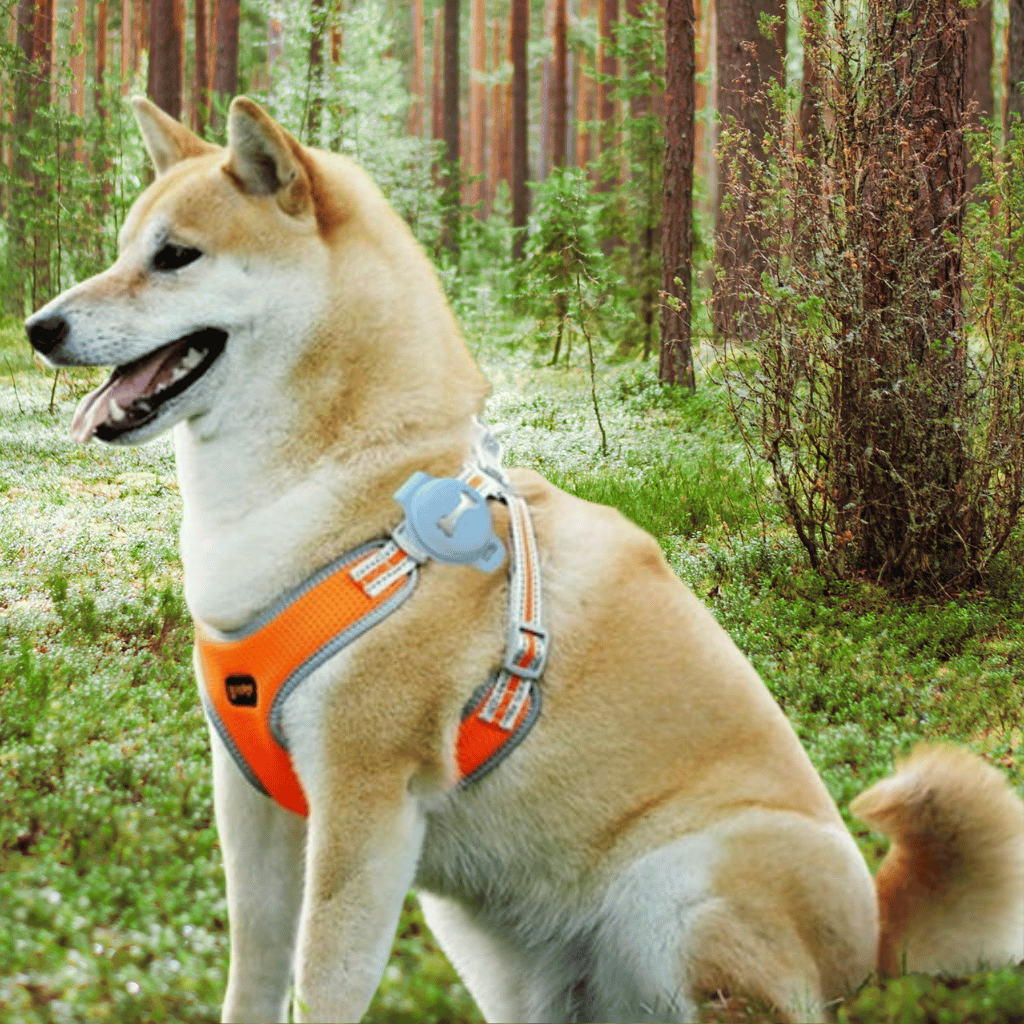 Hold dit kæledyr pålideligt og altid informeret